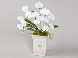 ファレノプシス【Phalaenopsis】