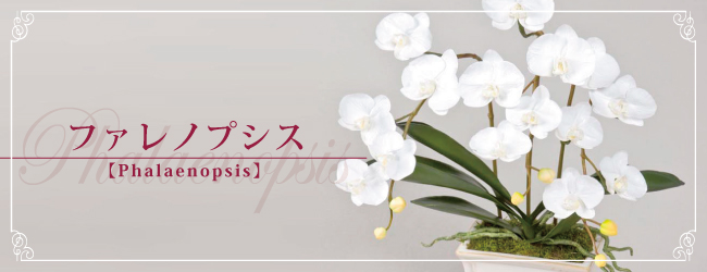 ファレノプシス【Phalaenopsis】