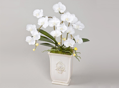 ファレノプシス【Phalaenopsis】