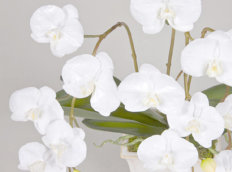 ファレノプシス【Phalaenopsis】