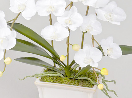 ファレノプシス【Phalaenopsis】