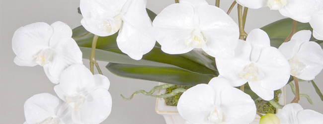 ファレノプシス【Phalaenopsis】 花材