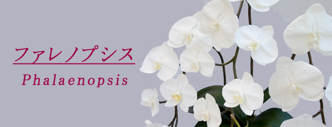 ファレノプシス【Phalaenopsis】