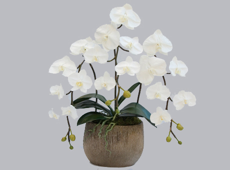 ファレノプシス【Phalaenopsis】