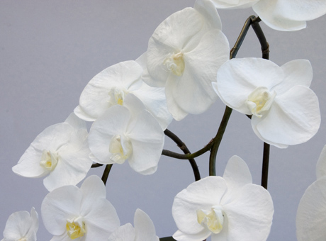 ファレノプシス【Phalaenopsis】