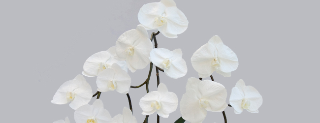 ファレノプシス【Phalaenopsis】 花材